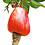 distilled_feni